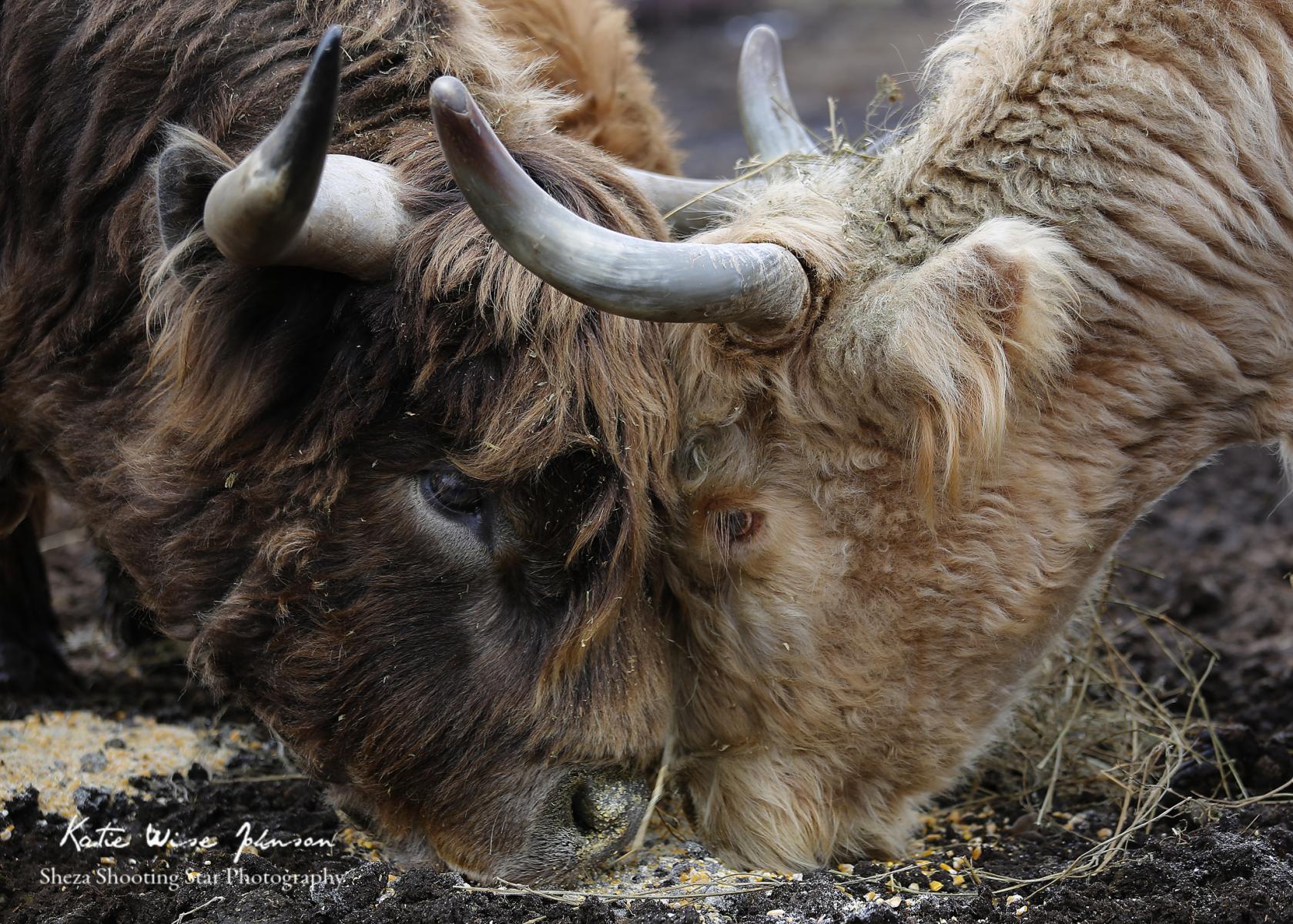 Highland Bull & Cow