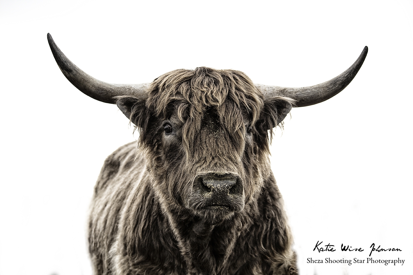 Mouse the Highland Bull 2