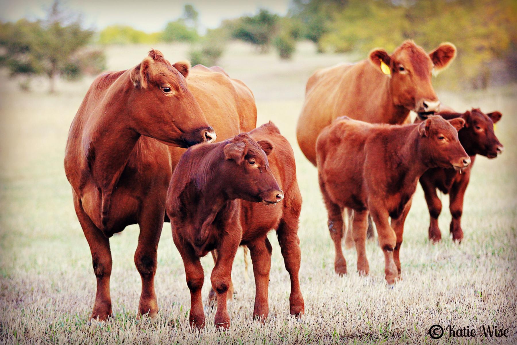 Red Angus Cows & Calves